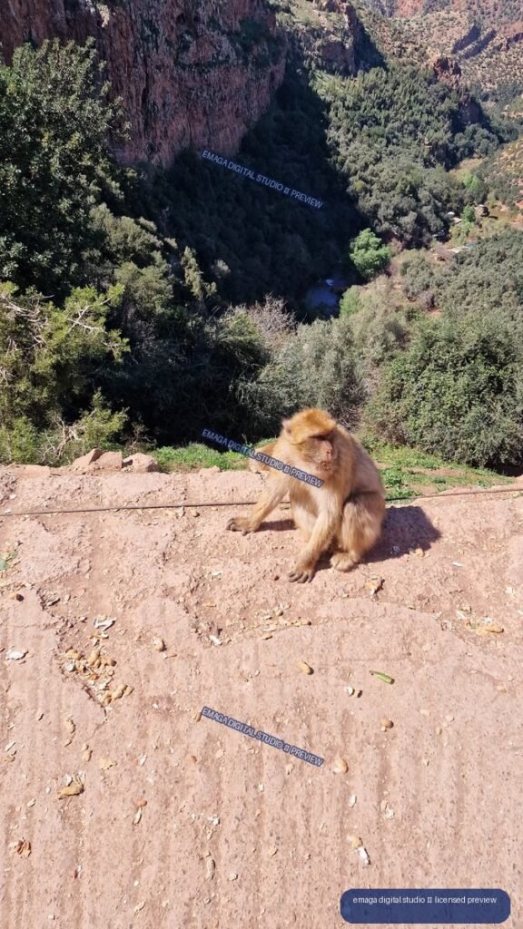 Barbary Macaque Overlooking Ouzoud Waterfalls, Morocco