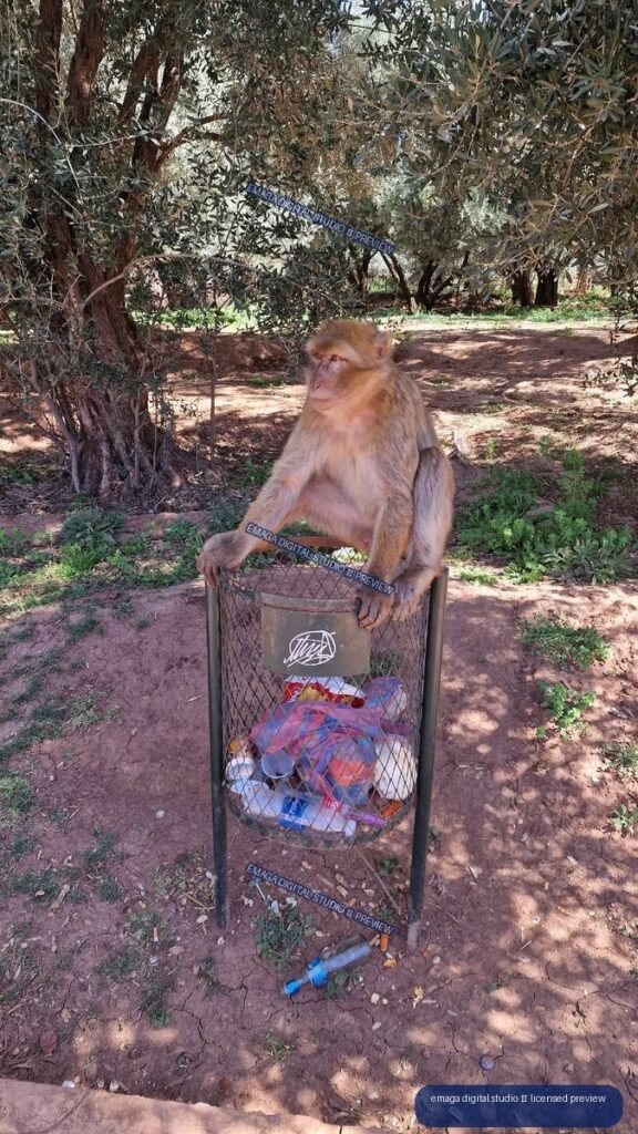 Macaque Perched on a Waste Bin at Ouzoud Waterfalls, Morocco