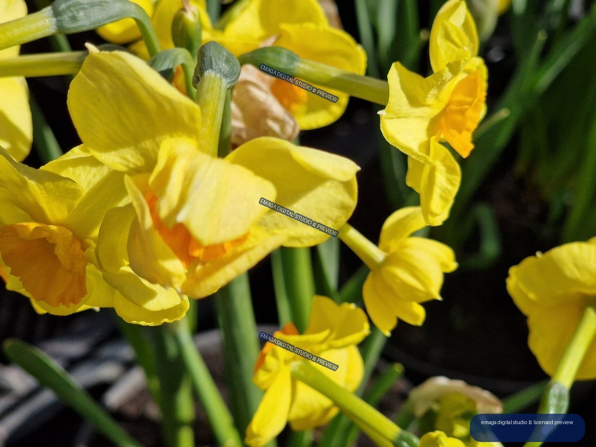 Yellow Daffodil Flowers at Hortulus Gardens, Dobrzyca, Poland