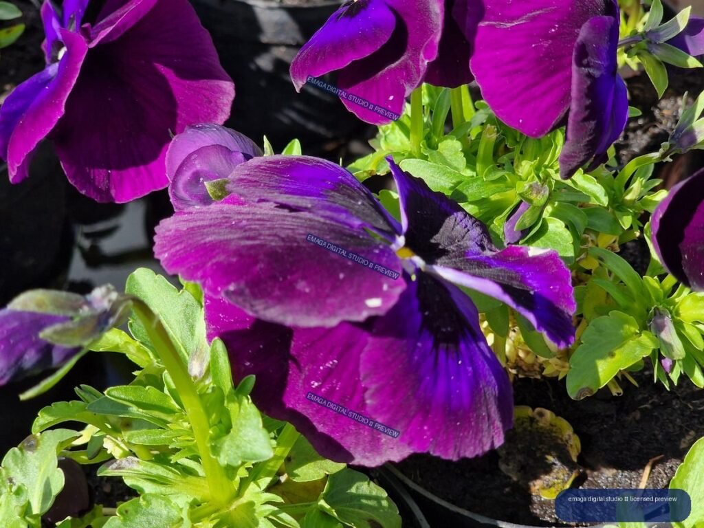 Close-Up of Purple Pansies at Hortulus Gardens, Dobrzyca, Poland
