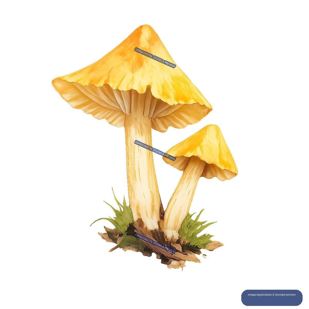 Watercolor illustration of two golden mushrooms with visible gills growing from moss, leaves, and wood fragments.