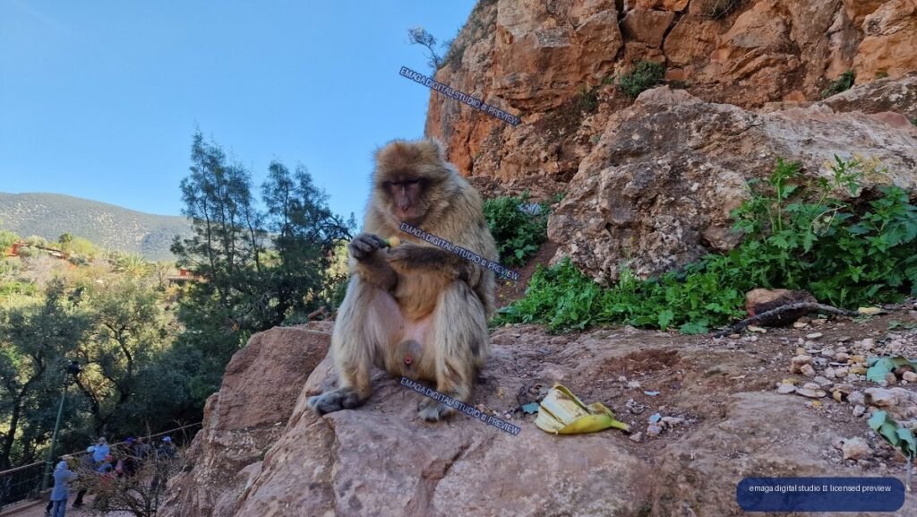 Macaque Sitting on Rocky Cliff at Ouzoud Waterfalls, Morocco