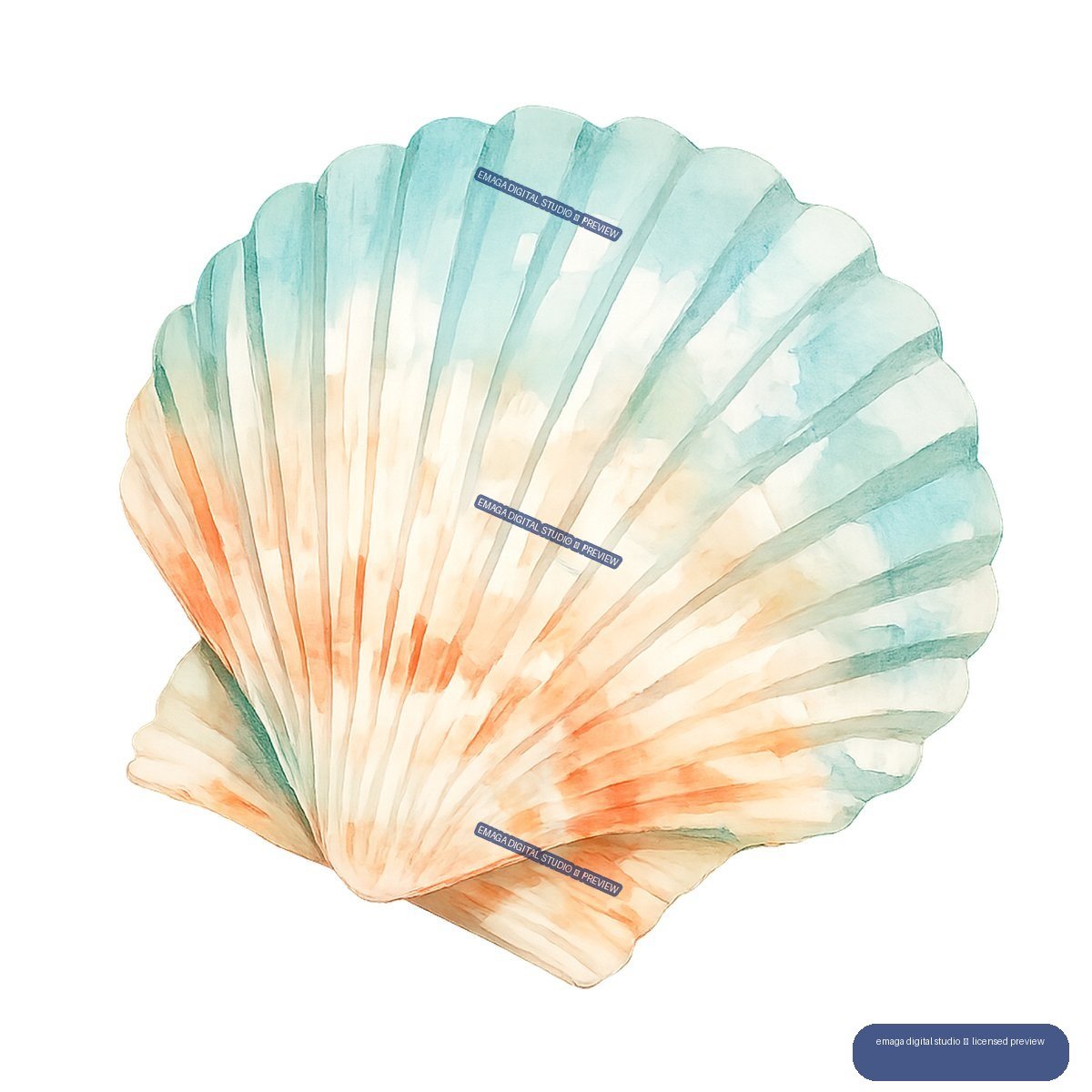 Watercolor illustration of a large ridged fan shell in pale turquoise, cream, peach, and coral tones.