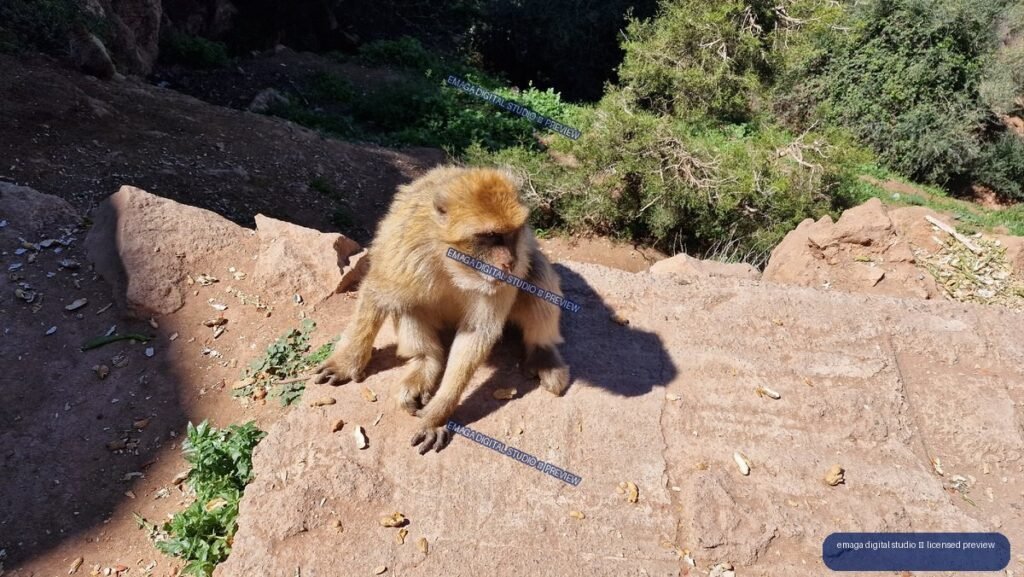Monkey Sitting on Rocks at Ouzoud Waterfalls, Morocco