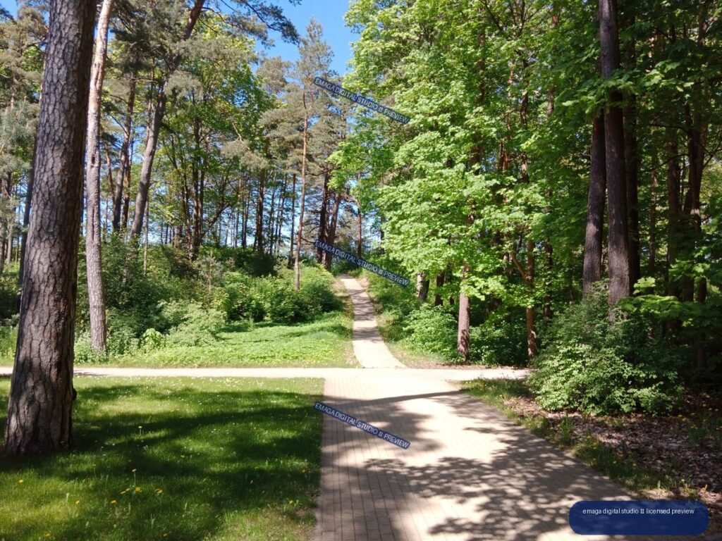 Sunlit Forest Path in Jurmala, Latvia