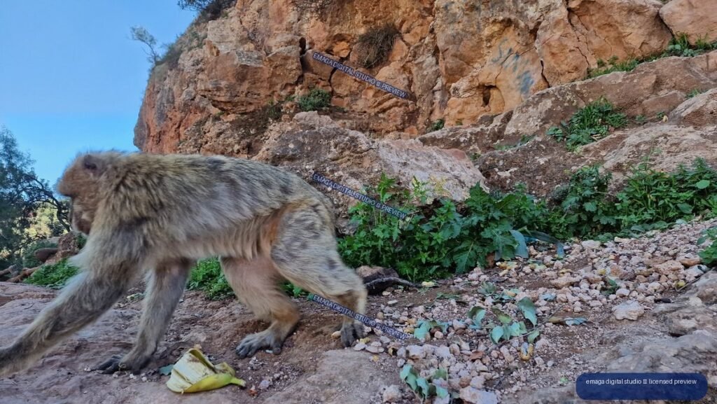 Monkey on rocky terrain at Ouzoud Waterfalls, Morocco