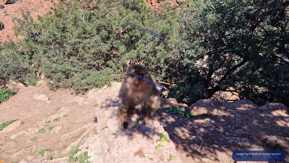 Monkey Sitting on a Rock at Ouzoud Waterfalls, Morocco
