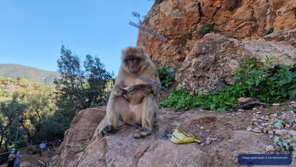 Macaque Sitting on Rocky Ground at Ouzoud Waterfalls, Morocco