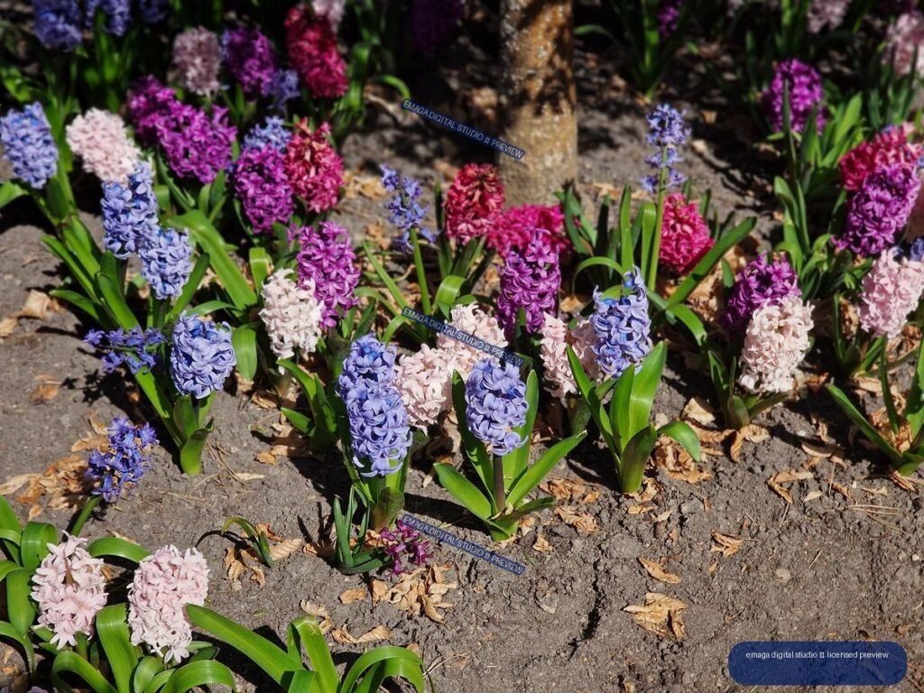 Colorful Hyacinths in Hortulus Gardens, Dobrzyca, Poland