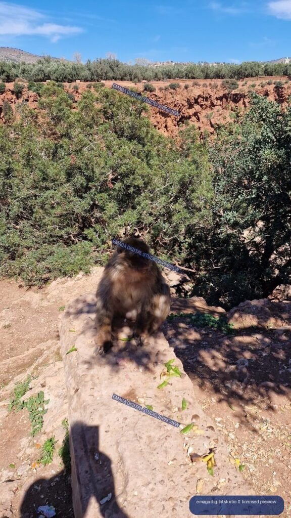 Macaque on a Rock Above a Ravine at Ouzoud Waterfalls, Morocco