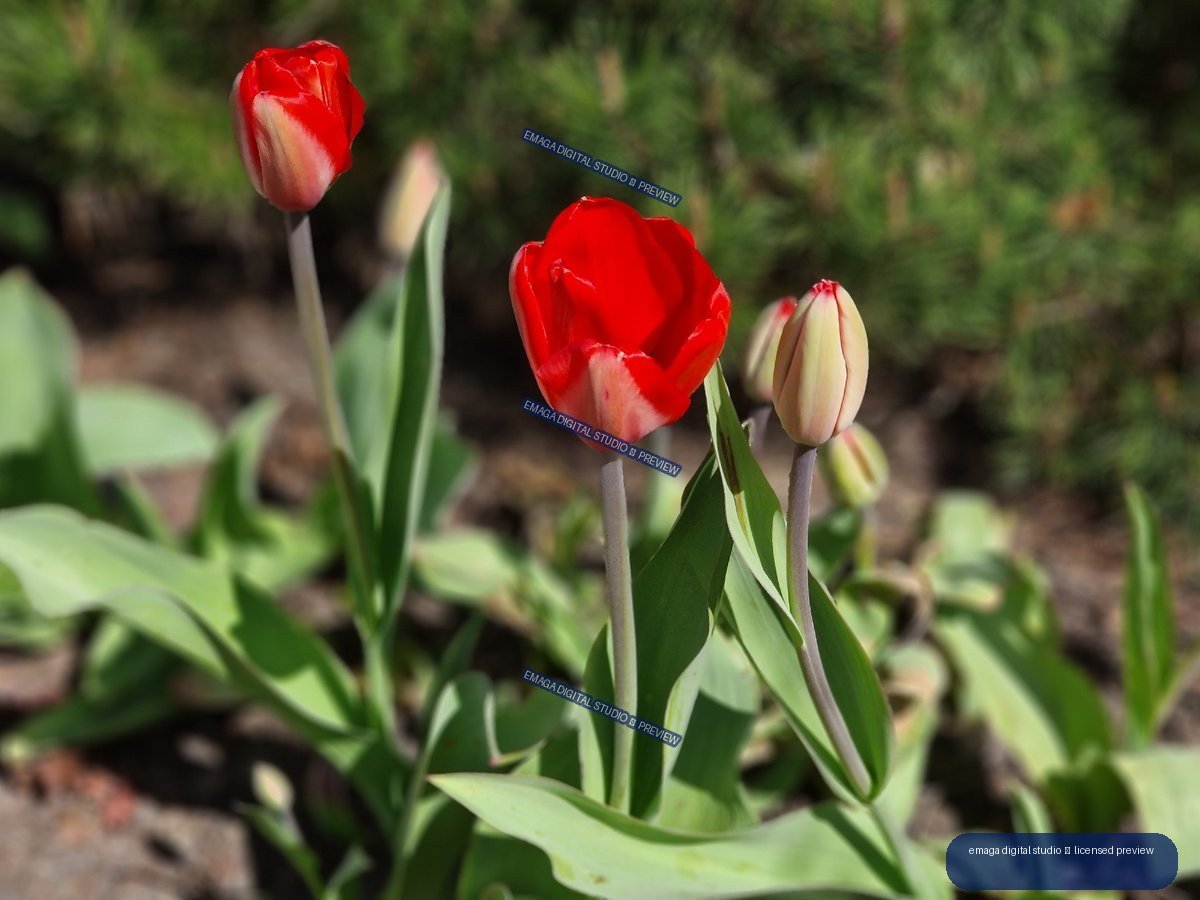 Red and White Tulips in Hortulus Gardens, Dobrzyca, Poland