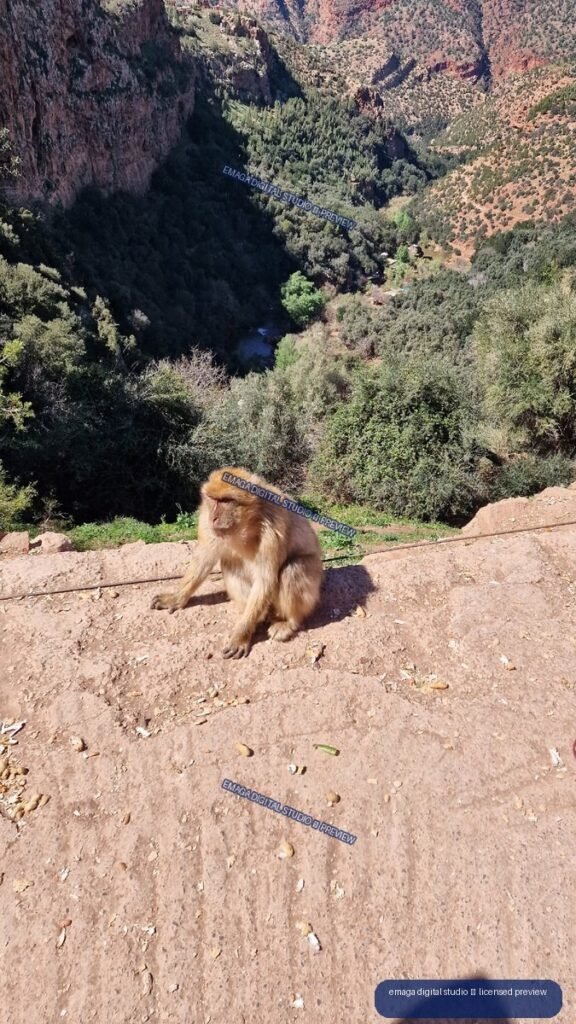 Macaque on a Gorge Path at Ouzoud Waterfalls, Morocco
