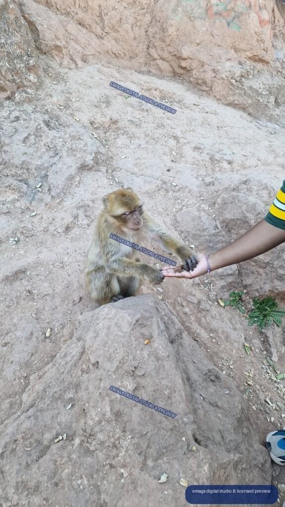Macaque Receiving Food from a Person at Ouzoud Waterfalls, Morocco